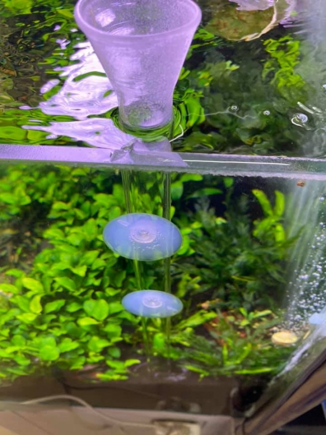 Bộ ống và chén cho tép ăn