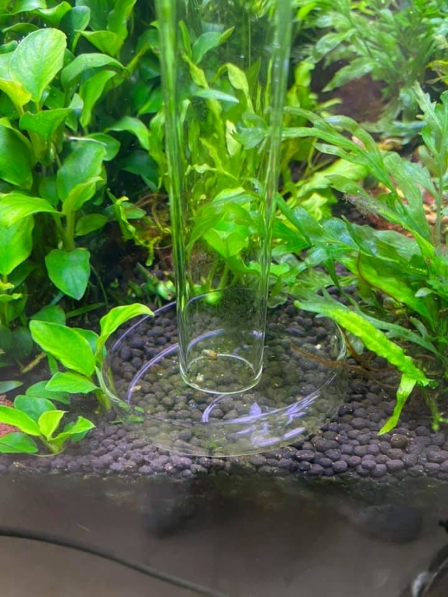 Bộ ống và chén cho tép ăn