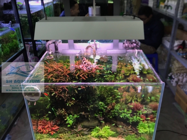 Đèn Led Chihiros RGB Vivid 2 Bản 10th