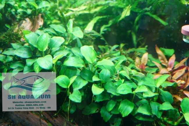 Đèn Led Cao Cấp  Chihiros X400