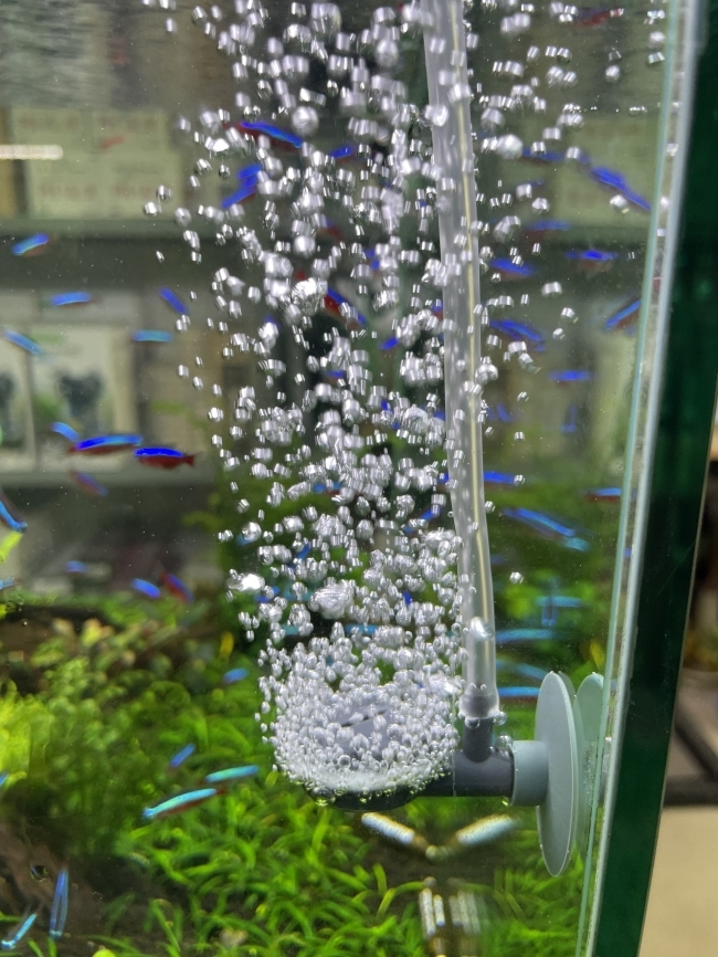 Máy sủi Oxy Dophin AP1502