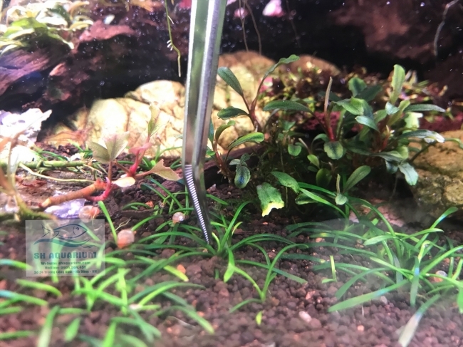 Nhíp Trồng Cây Up Aqua D606