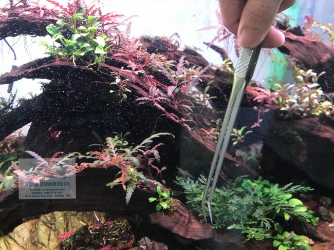 Nhíp Trồng Cây Up Aqua D606