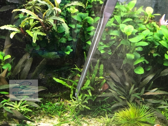 Nhíp Trồng Cây Up Aqua D606