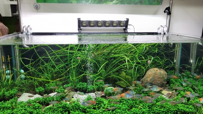 Quạt làm mát cho bể cá cảnh, bể thủy sinh hãng Marine