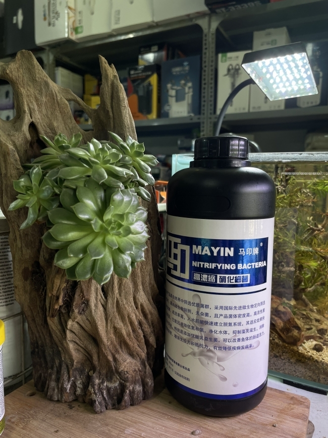 Vi sinh làm trong nước, khử tanh hôi Mayin Nitrifying Bacteria 500ml