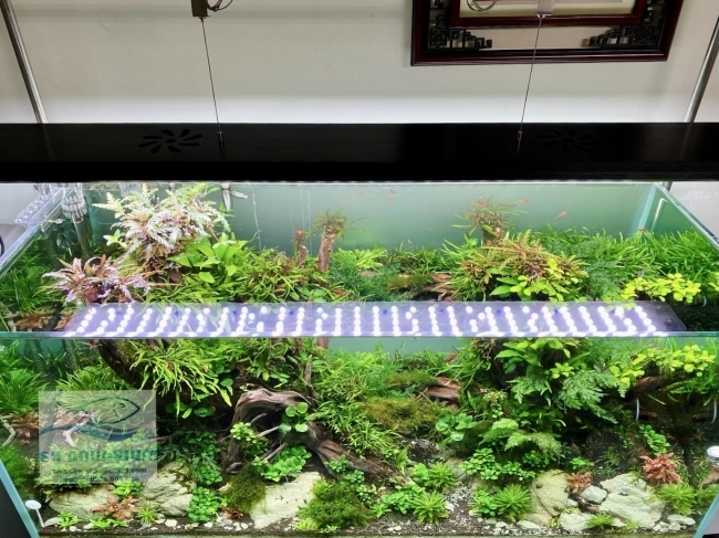 Đèn Week P1200 Pro