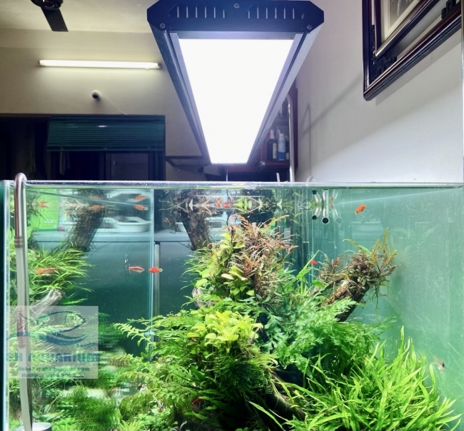 Đèn Week P1200 Pro