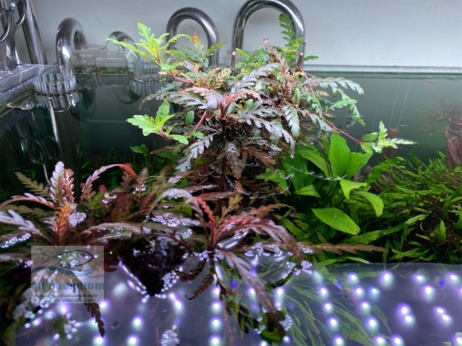 Đèn Week P1200 Pro