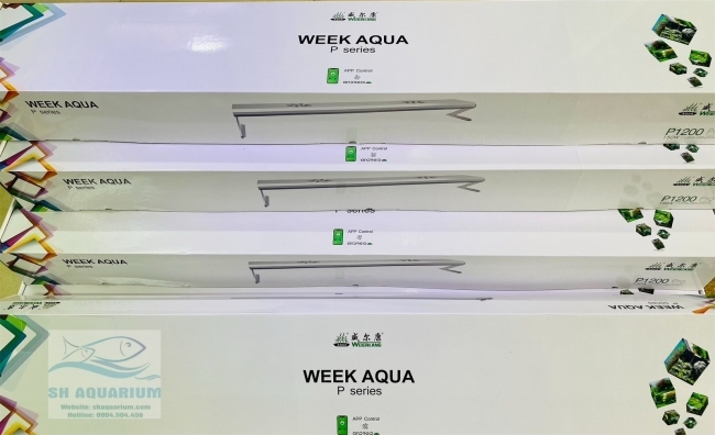 Đèn Week P1200 Pro