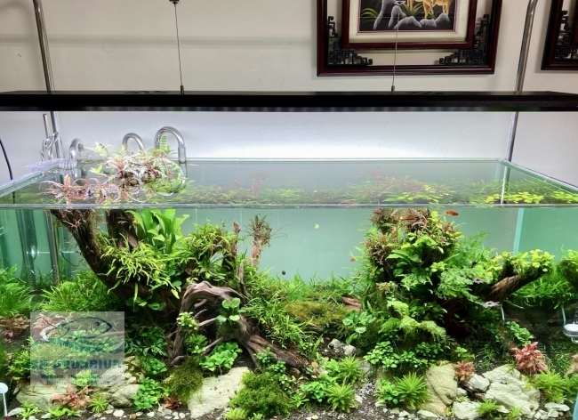 ĐÈN WEEK P900 PRO