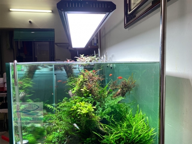 ĐÈN WEEK P900 PRO