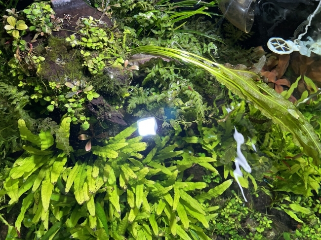 Đèn Led WRGB Aqua Blue S6