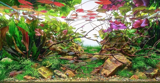 ĐÈN CHIHIROS WRGB PRO 60CM