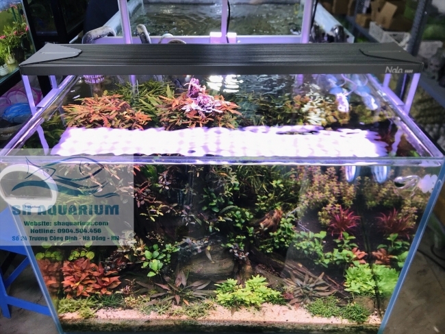 Đèn Led RGB Nala 60cm