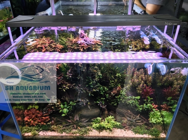 Đèn Led RGB Nala 60cm
