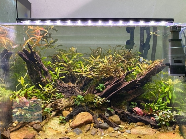 Đèn Led 5 Hàng Quanlong Siêu Sáng Đổi Màu 80cm
