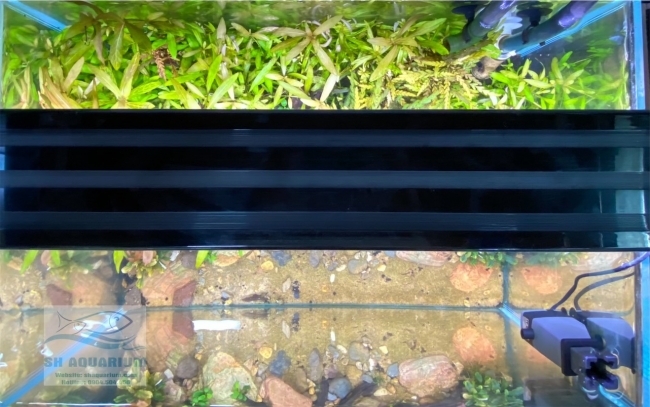 Đèn Led 5 Hàng Quanlong Siêu Sáng Đổi Màu 80cm