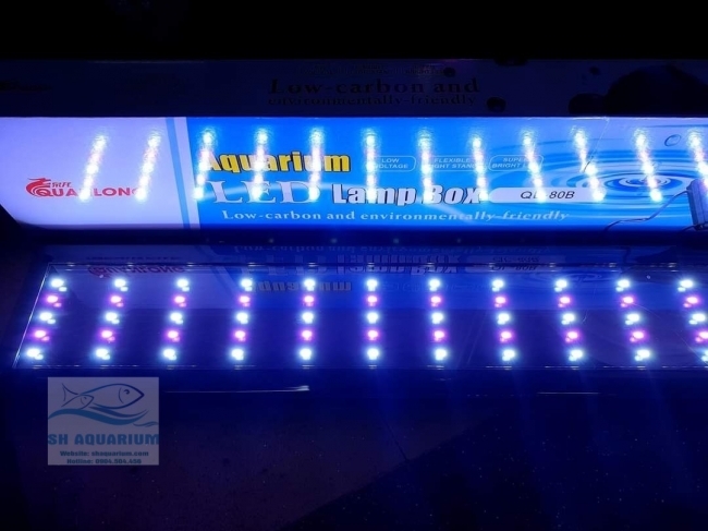 Đèn Led 5 Hàng Quanlong Siêu Sáng Đổi Màu 80cm