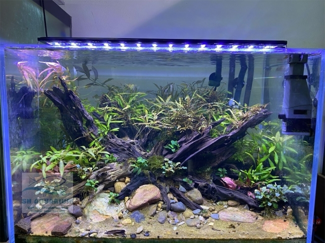 Đèn Led 5 Hàng Quanlong Siêu Sáng Đổi Màu 80cm