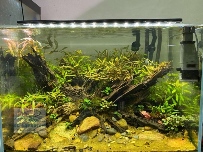 Đèn Led 5 Hàng Quanlong Siêu Sáng Đổi Màu 80cm