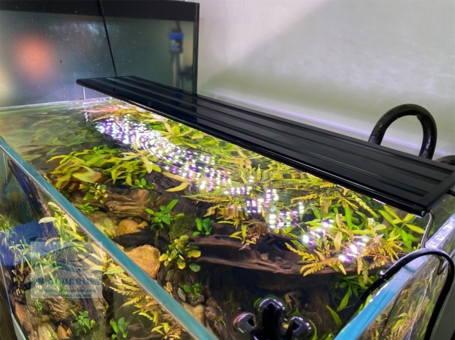 Đèn Led 5 Hàng Quanlong Siêu Sáng Đổi Màu 80cm