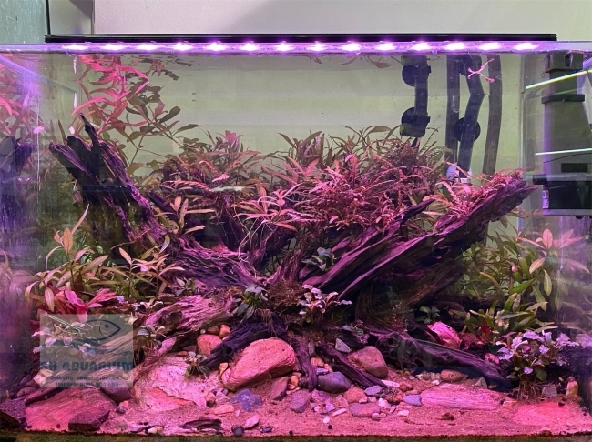Đèn Led 5 Hàng Quanlong Siêu Sáng Đổi Màu 80cm