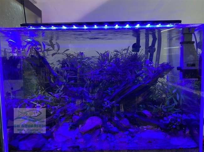 Đèn Led 5 Hàng Quanlong Siêu Sáng Đổi Màu 80cm