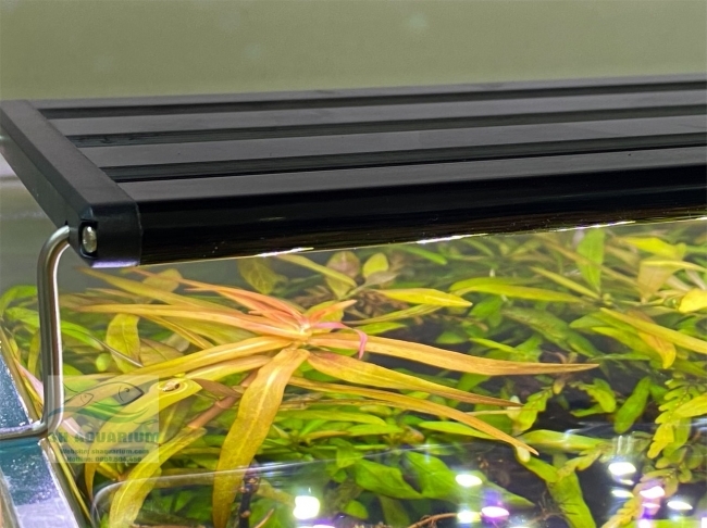 Đèn Led 5 Hàng Quanlong Siêu Sáng Đổi Màu 80cm