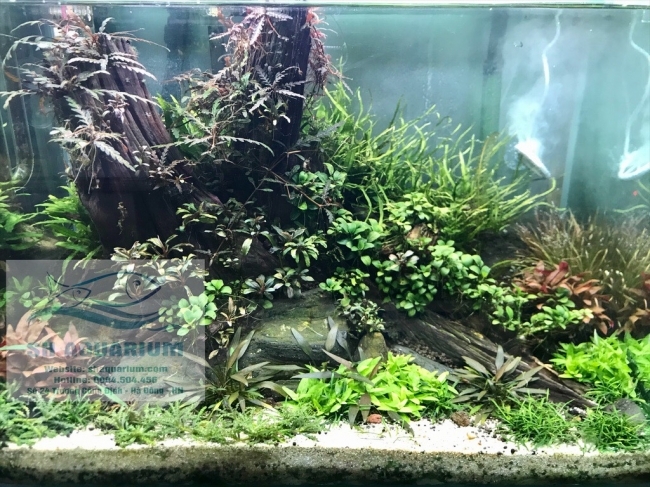 ĐÈN RGB AQUABLUE DEE-878 DÀNH CHO BỂ 120CM- 140CM