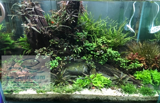 Đèn RGB AquaBlue DEE-818 dành cho bể 45cm- 55cm