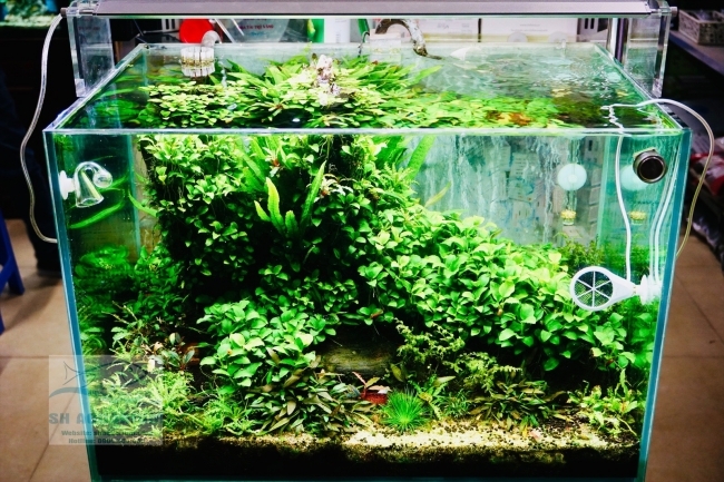 ĐÈN WEEK AQUA M600 PRO