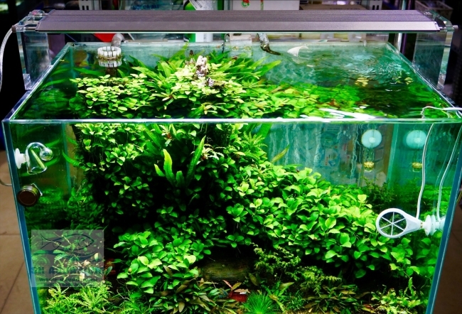 ĐÈN WEEK AQUA M900 PRO
