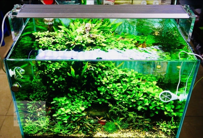 Đèn Week Aqua M450 Pro