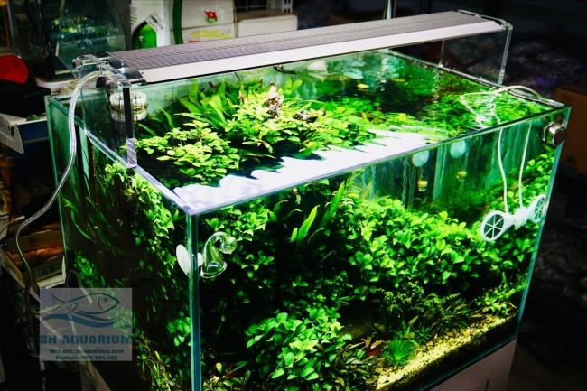 Đèn Week Aqua M450 Pro