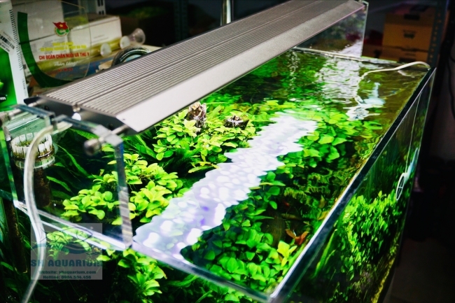 Đèn Week Aqua M450 Pro