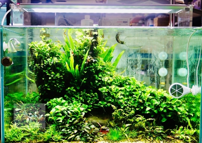 Đèn Week Aqua M450 Pro