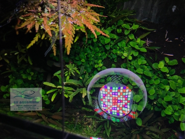 ĐÈN WEEK MINI ROCKET WRGB T50