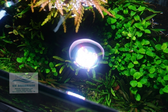 ĐÈN WEEK MINI ROCKET WRGB T50
