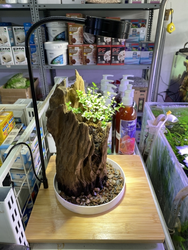 Đèn Đế Gỗ 7W