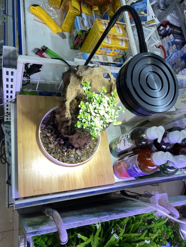Đèn Đế Gỗ 7W
