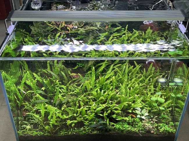 Đèn Chihiros B-Seria B60