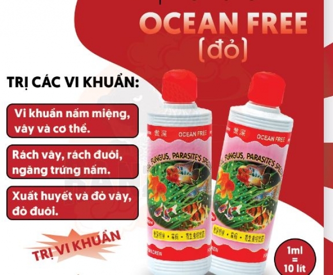 Ocean Free Gill Fungus Parasite's Special Medicine (Chữa ký sinh trùng)