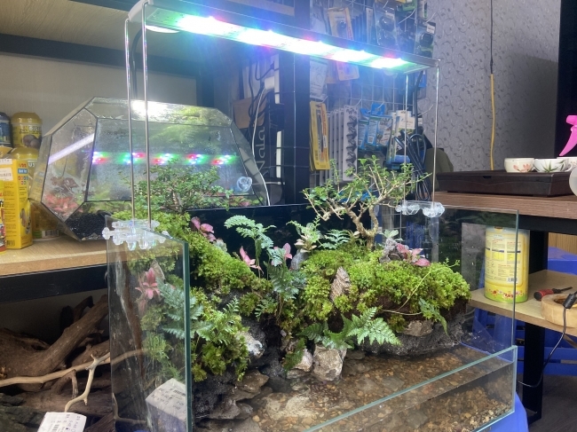 ĐÈN LED COCO WRGB R1500