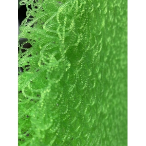 Bùi Nhùi Moutain Tree (200cm x 100 cm) (Jmat)