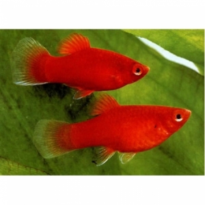 Cá mún hạt lựu