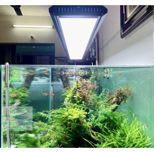 Đèn Week P1200 Pro