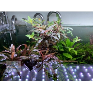 Đèn Week P1200 Pro