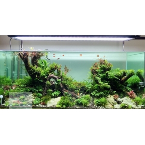 Đèn Week P1200 Pro