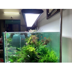 Đèn Week P1200 Pro